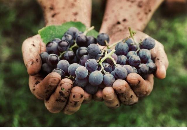 Card Image of harvest